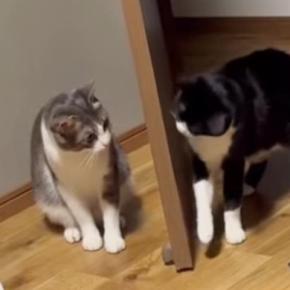 『ニヤけてしまうw』猫2匹がドア越しに『ケンカ』を始めた結果…あまりにも可愛い攻防が16万再生「品のある喧嘩だねぇ」「ほっこりしたw」