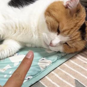 大好きなおしりぽんぽんを堪能する三毛猫→指を差し出されると…『可愛すぎる光景』に癒される人が続出「反則でしょ」「ずっと見ていたい」