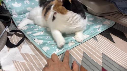 振り返って鳴いた姿
