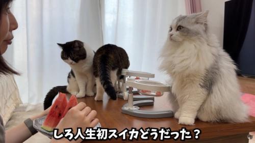 テロップ「しろ人生初の～」