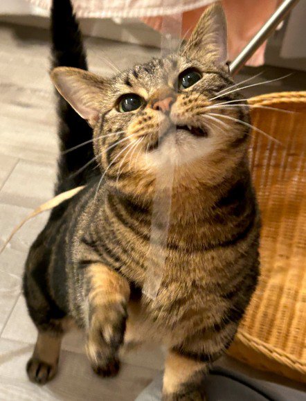 真剣な顔の猫