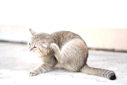 後ろ足で耳をかく猫