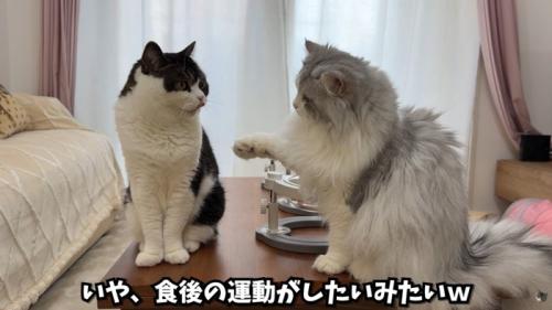 テロップ「いや、食後の～」
