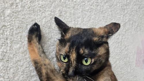 真剣な表情を浮かべる猫の顔