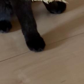 興奮気味の黒猫→口元を見ると、くわえていたのは…可愛すぎる光景に2万いいね「でっかい獲物ゲットしたねぇｗ」「蕎麦屋いくのかな」