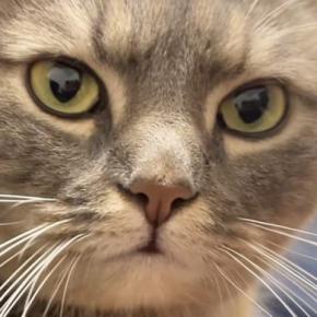 ソファでくつろいでいた猫→パパが寝室に向かうと、すぐさま後を追って…可愛すぎる『甘え方』に「彼女感出てる」「最高に癒された」と反響