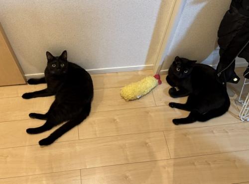 海老天のぬいぐるみのそばで寝転がる黒猫と縞模様が入った黒猫