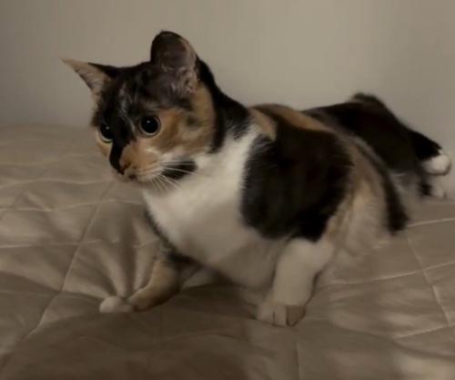 前足で踏ん張る猫