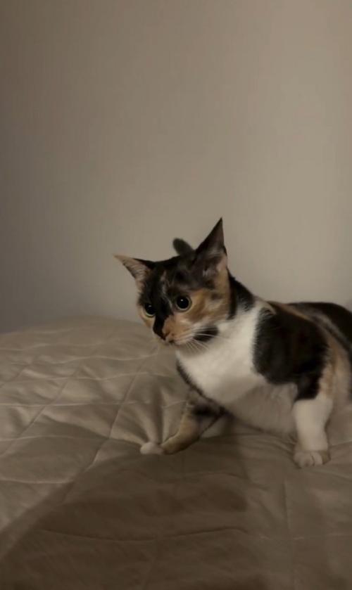 怖がって後ずさる猫