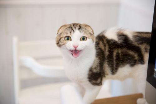 大きく鳴く猫