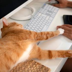 飼い主が愛猫から受けがちな『ネコハラ行為』4選 邪魔してくるのはなぜ?考えられる心理も