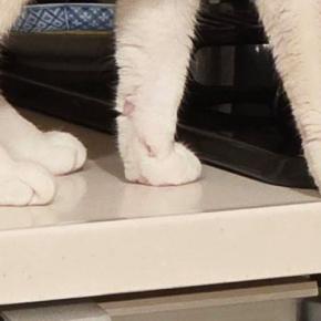 ササミを茹でた後、鍋を置いて冷ましていたら→『猫』が近付いてきて…驚きの光景に16万いいね「豪快すぎるw」「名案だね」と大反響