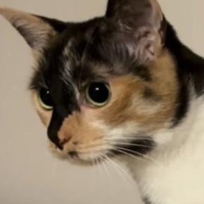 お風呂掃除をするパパをじっと見つめる猫→助けたいようで…一生懸命な様子が可愛いと反響「愛おしくてたまらない」「掃除の度に大忙しｗ」