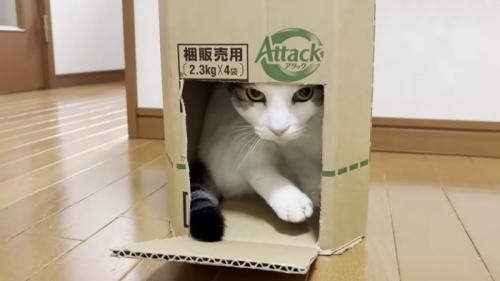 段ボール箱にピッタリおさまり穴からこちらを見る猫