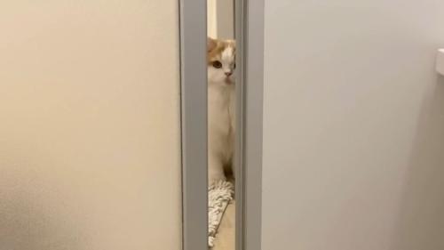 奥から覗く姿