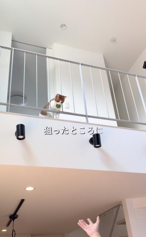 2階からボールを落とす茶トラ白猫