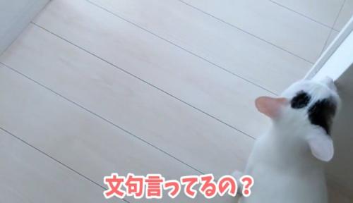 飼い主の隣にいる猫