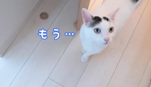 飼い主の後をついていく猫