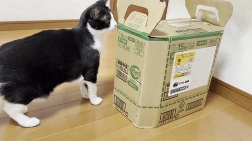 段ボール箱の匂いを嗅ぐハチワレ猫