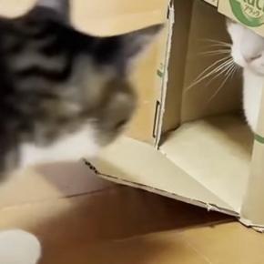 段ボール箱の中に入った猫→他の猫たちも集まってきて…可愛すぎる光景に「大人気で笑ったｗ」「吸い込まれていくｗ」と笑顔になる人が続出