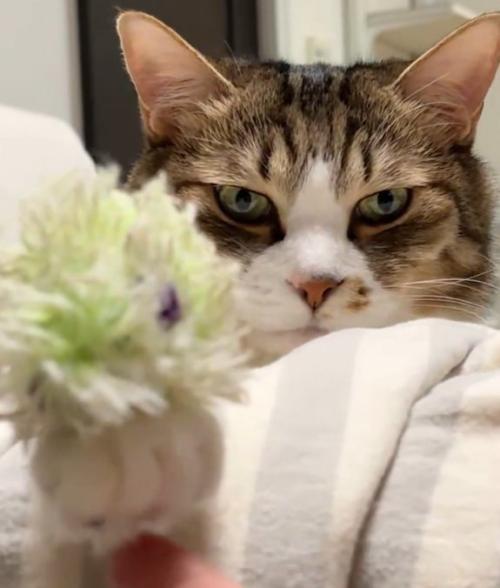 猫の前脚を下から触る人