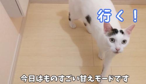 飼い主の後をついていく猫