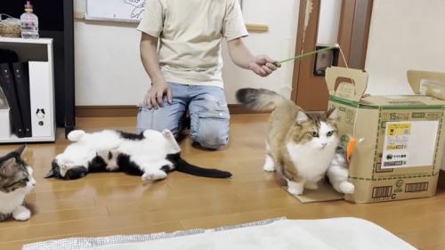 寝ころんだり眺めたりしながら段ボール箱が空くのを待つ猫たち