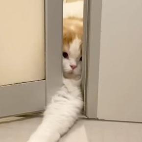 どうしても一緒に『お風呂に入りたい猫』→ドアの隙間から…必死な様子に「めちゃめちゃ可愛い」「愛されてて羨ましい」と27万再生