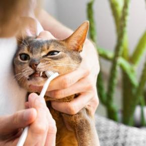 猫の『口臭が気になる』ときに疑われる原因3選　病気の可能性から改善方法まで解説