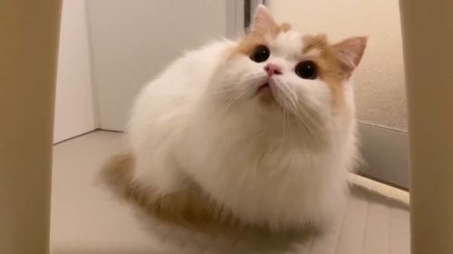 見上げる姿
