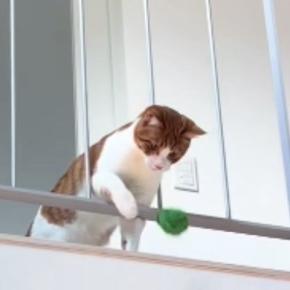 2階にいる猫が1階にいる飼い主と『キャッチボール』…賢すぎる『遊びの様子』に「素晴らしい」「前世は犬だったのかな」「すごい」と反響