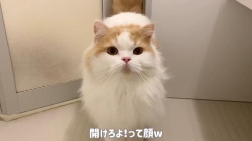 開けろよ！って顔