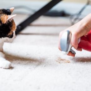 猫がごはんを食べた直後に『吐き戻し』を起こす理由3つ 減らすための予防策や戻したときの対処法