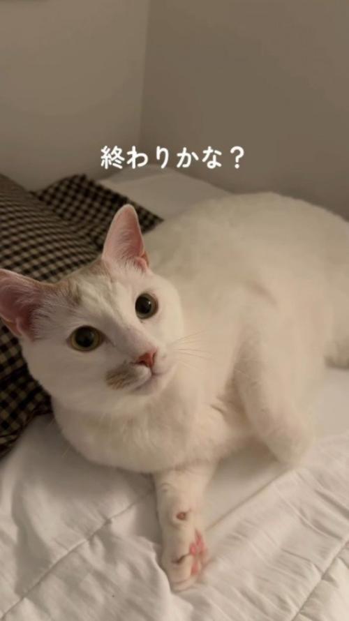 ベッドに寝転がって、飼い主を見つめる猫