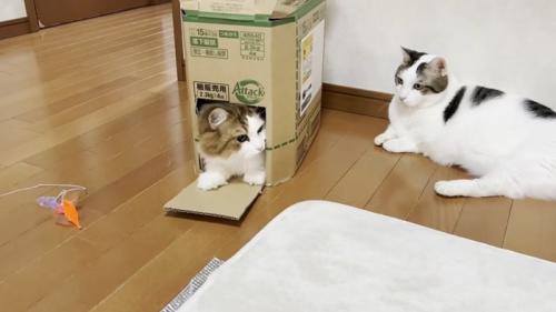 箱に入っている猫と箱の横で待機している猫