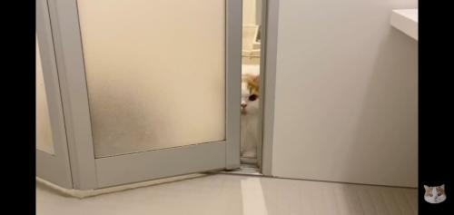 ドアの目の前から覗く姿