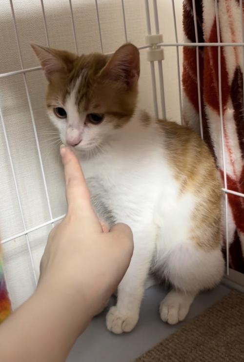 茶白猫の鼻先に人の指を近づけている