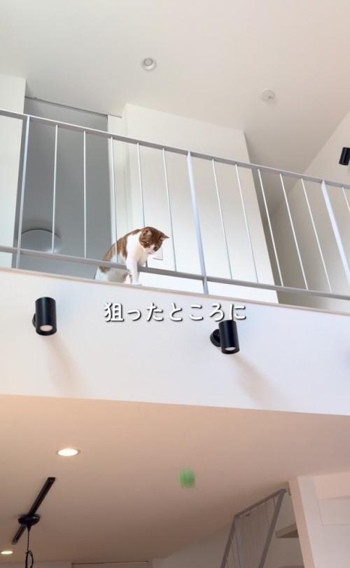2階からボールを落とす茶トラ白猫
