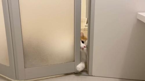 顔を入れようと