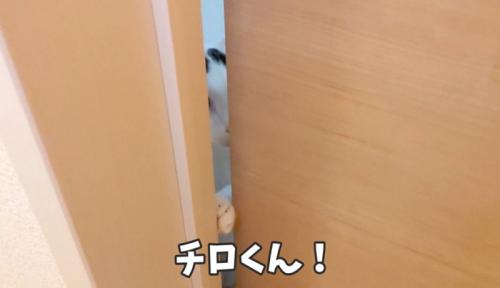 扉のすき間から覗く猫