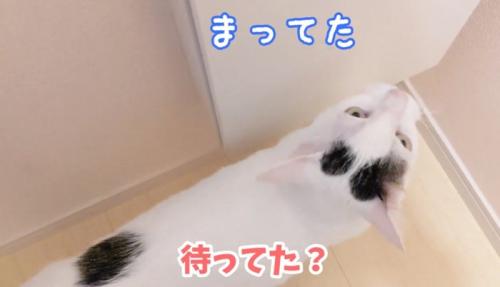 トイレに入ってきた猫