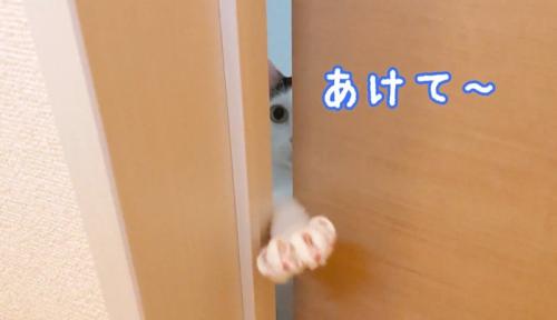 扉のすき間から手を出す猫