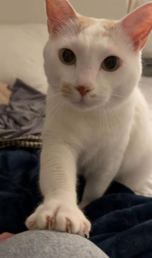 ベッドにいる飼い主に前足を乗せる猫