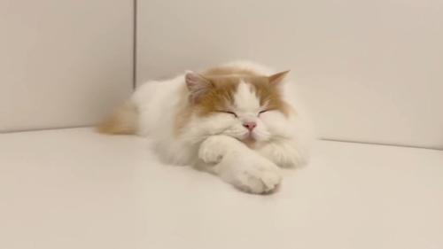 眠る姿