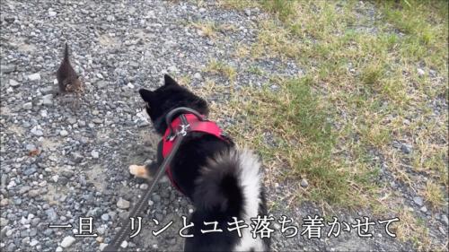 向き合う犬と子猫