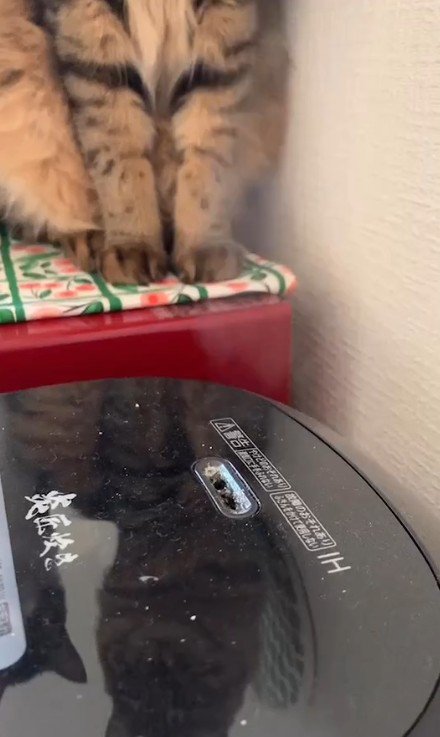 炊飯器と猫の足