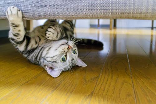 隠れている猫