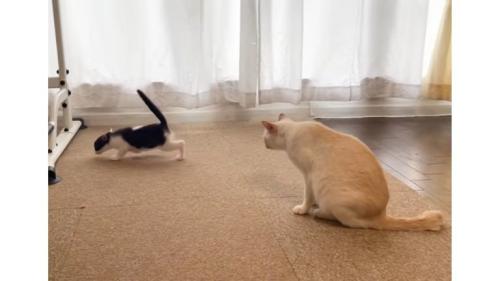 室内にいる猫たち