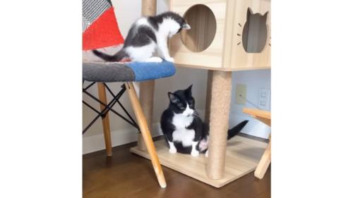 室内にいる猫たち