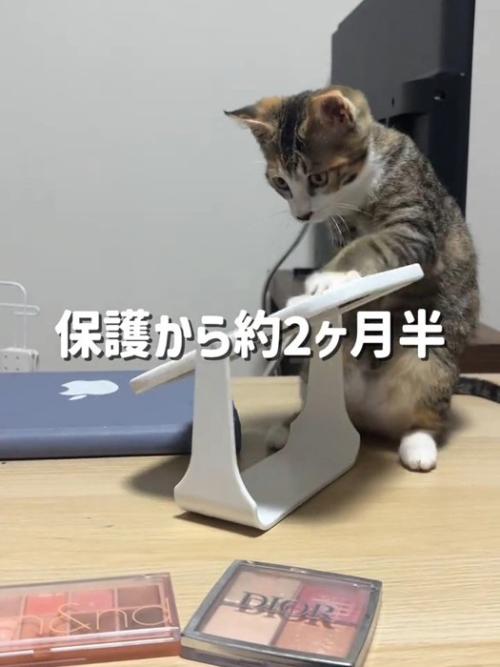 鏡で遊ぶ子猫